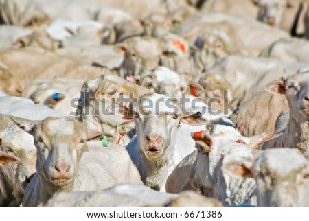 a flock of sheep in a pen one has mouth open as if talking