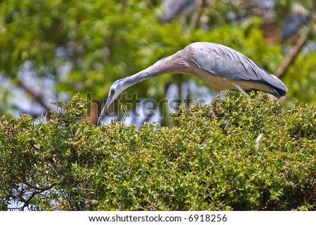 a white faced heron picks for food on top of a hedge