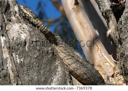 a big lace monitor goanna lizard lays in a tree