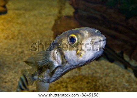 a cute little fish with big eyes looks at the camera