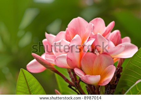 beautiful pink blooms of the frangipani flower