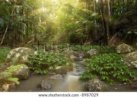 rays of sunlight stream through the rainforest