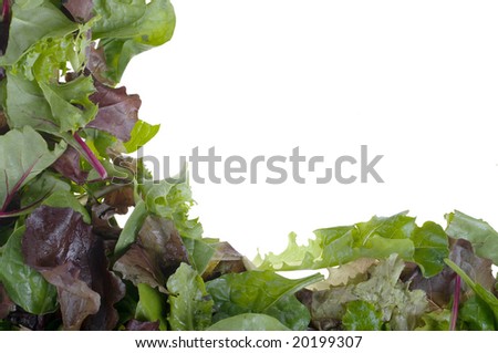 great image of fresh butter lettuce for a salad frame