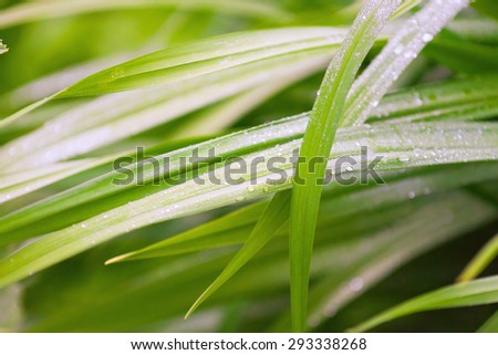 leaves with drops of dew - natural background