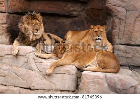 family of lions,  the concept of the family, lion and lioness, pride of lions, lions rest after the hunt, the power of the lion, wild animals, dangerous predators