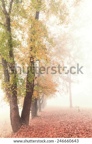 Route  through maple forest in the morning mist