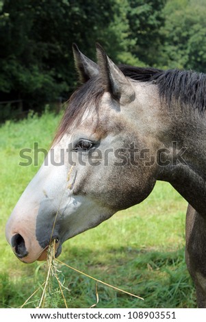 gray horse\'s head with a pink face