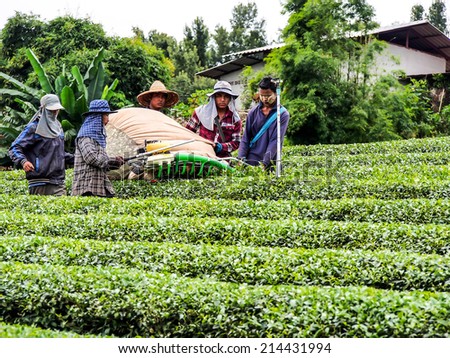 CHIANG RAI AUG 10: Workers cultivate Oolong tea at tea plantation located on Santikhiri village Chiangrai, Thailand on August 10th, 2014. The village is recognized as fine oolong tea plantation area.