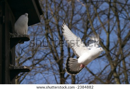 flying white pigeon, dove, blue sky