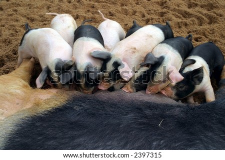 sow and small pigs, piglet