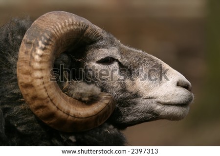 Gotland sheep - ram, a head with horns