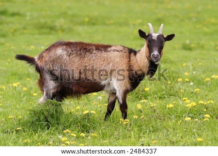 goat at grazing land