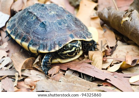 Young turtle walking on old brown leafs