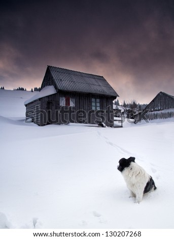 Lonely dog sitting in the snow in the front of an old house