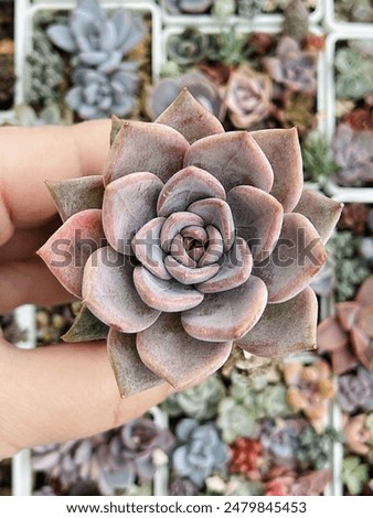 Similar – Foto Bild Nahaufnahme der Echeveria-Pflanze