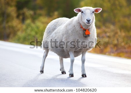 Sheep walking on road in Norway