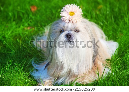 Shih tzu dog with flower.