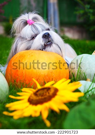 Shih tzu dog bites pumpkin.