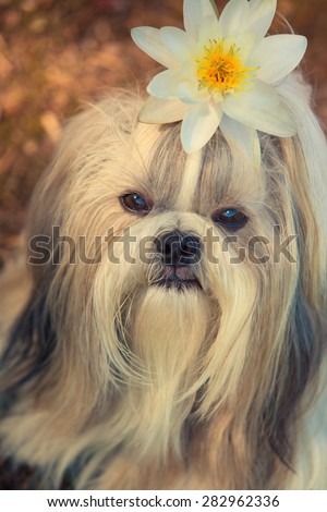 Shih tzu dog with lily flower portrait.