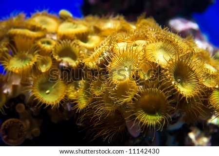 Small sea underwater plant closeup.