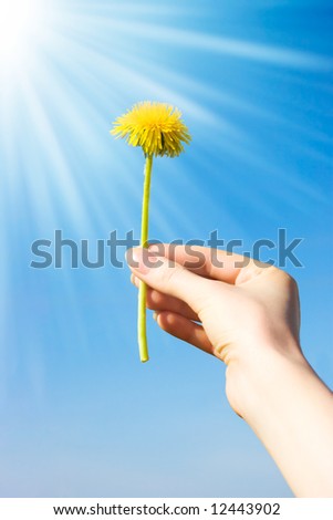 Woman hand with dandelion on blue sky with sun background.
