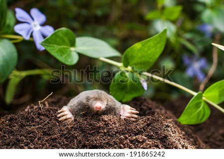 Similar – Image, Stock Photo Mole heap in a meadow