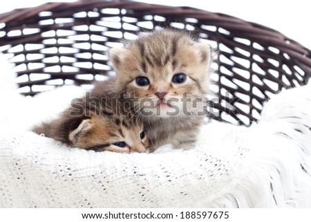 striped kittens in a basket
