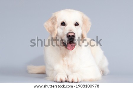 golden retriever dog lies on a gray background