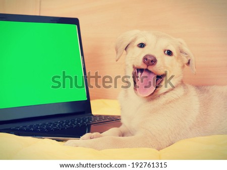 puppy and laptop