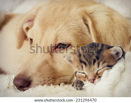 Puppy and kitten are sleeping