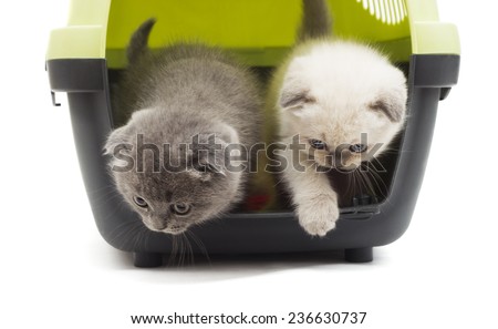 kittens jump out of a plastic box for transport on a white background isolated