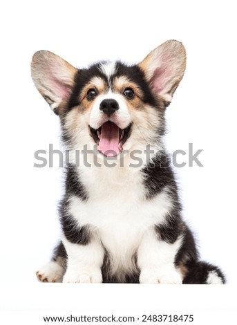 Similar – Image, Stock Photo Dog Portrait