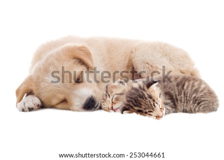beige puppy and kittens sleeping
