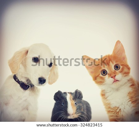 Set pets, Puppy and kitten and guinea pig