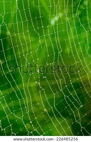 Morning dew. Shining water drops on spiderweb over green forest background. Hight contrast image. Shallow depth of field