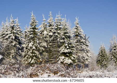 Picture of a marge of a wood. The transparent blue sky. A fresh snow