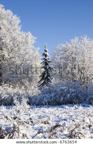 The beginning of winter. A marge of a wood. One fur-tree and some trees covered by a snow. Transparent air. The blue sky