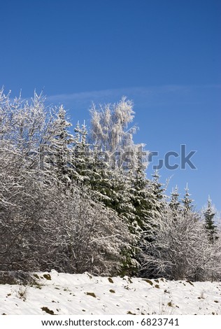 The beginning of winter. A marge of a wood. Fur-trees covered by a snow. Transparent air. The blue sky