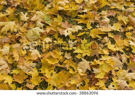 Autumn theme background - orange and yellow maple leaf (with green grass)