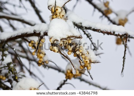 Sea buckthorn. Old branch of bush. Fresh ice and snow. All surfaces are covered with thin ice layer. Coldly