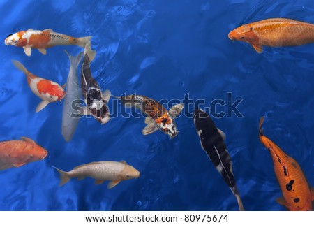 Live fish in blue water. Orange, black, white