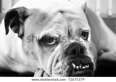 Black and white Bulldog portrait