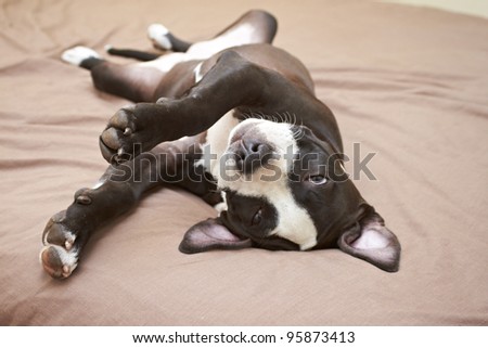 Young Pit Bull puppy asleep on soft beige bed