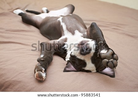 Lazy Pit Bull puppy laying with back on soft bed