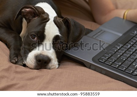 Pit Bull puppy laying at laptop keyboard