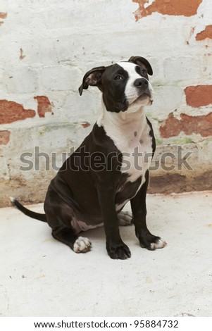 Portrait of young Pit Bull puppy sitting on white floor