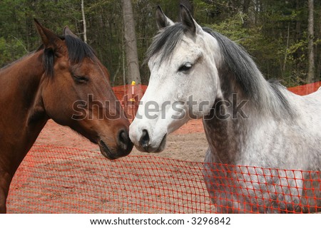 Two horses rubbing noses.