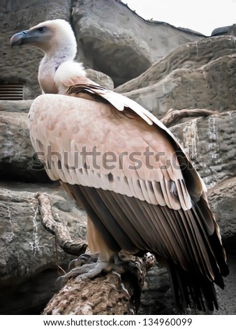 extreme close-up of a vulture at the zoo in budapest