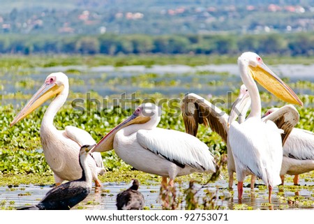 Some Pelicanos in the Lake Naivasha in the Kenya