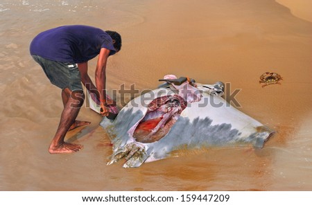 fisherman carve cuts of meat from a manta ray. Fishing in the village Vadarevu of Andhra Pradesh, India